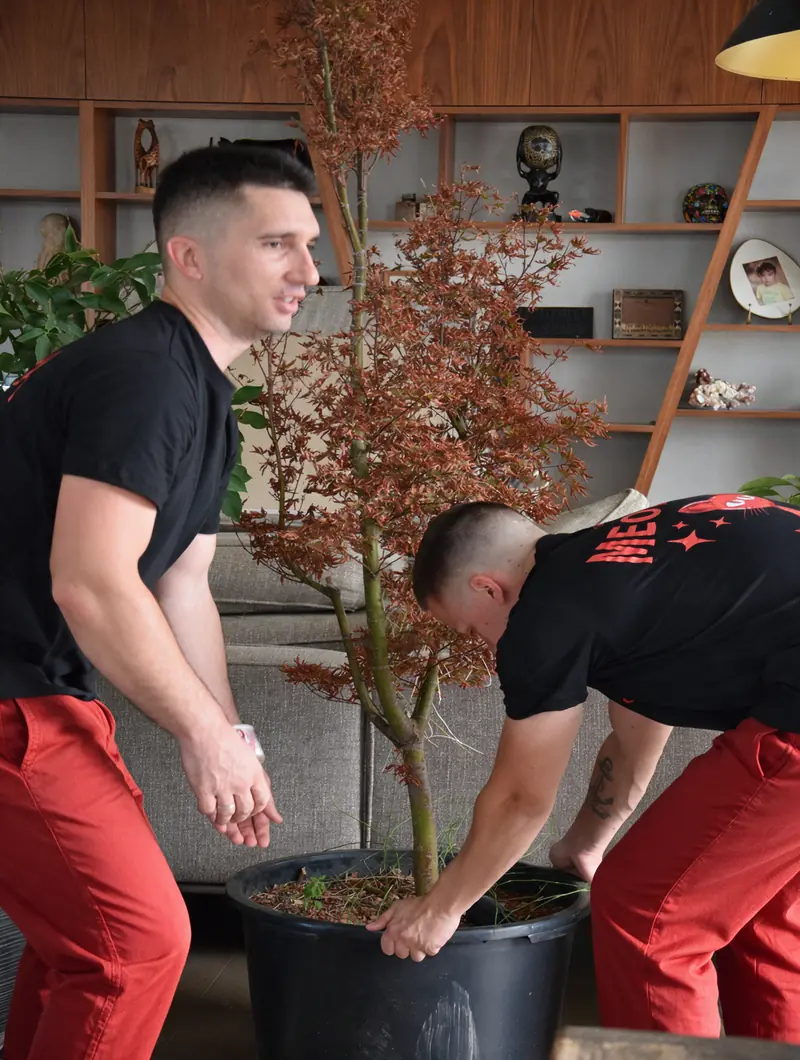 Two Red Cat movers lifting a large potted tree
